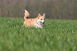 CORGI PEMBROKE 1305